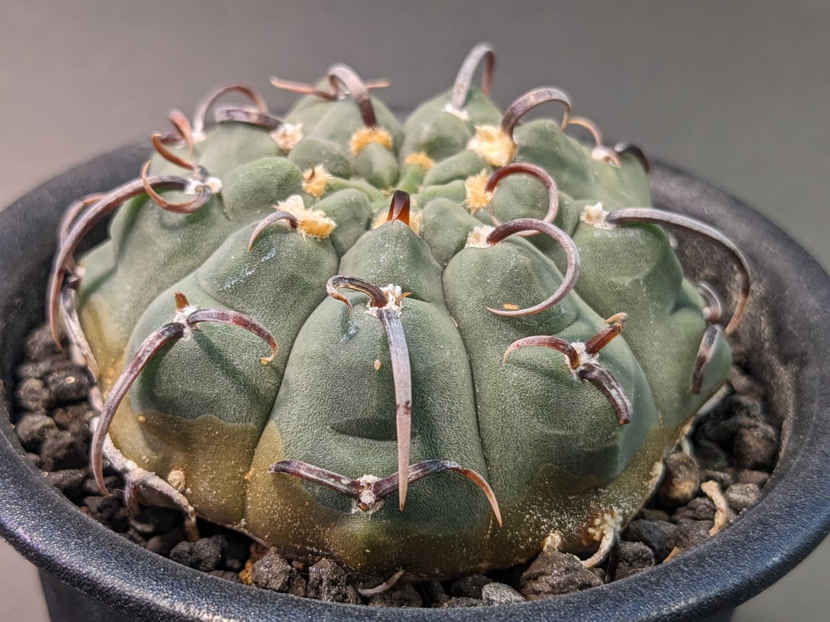 マクドガリー 実生 鉢植えメルカリ便送料込み M*X様 マクドガリー 群生