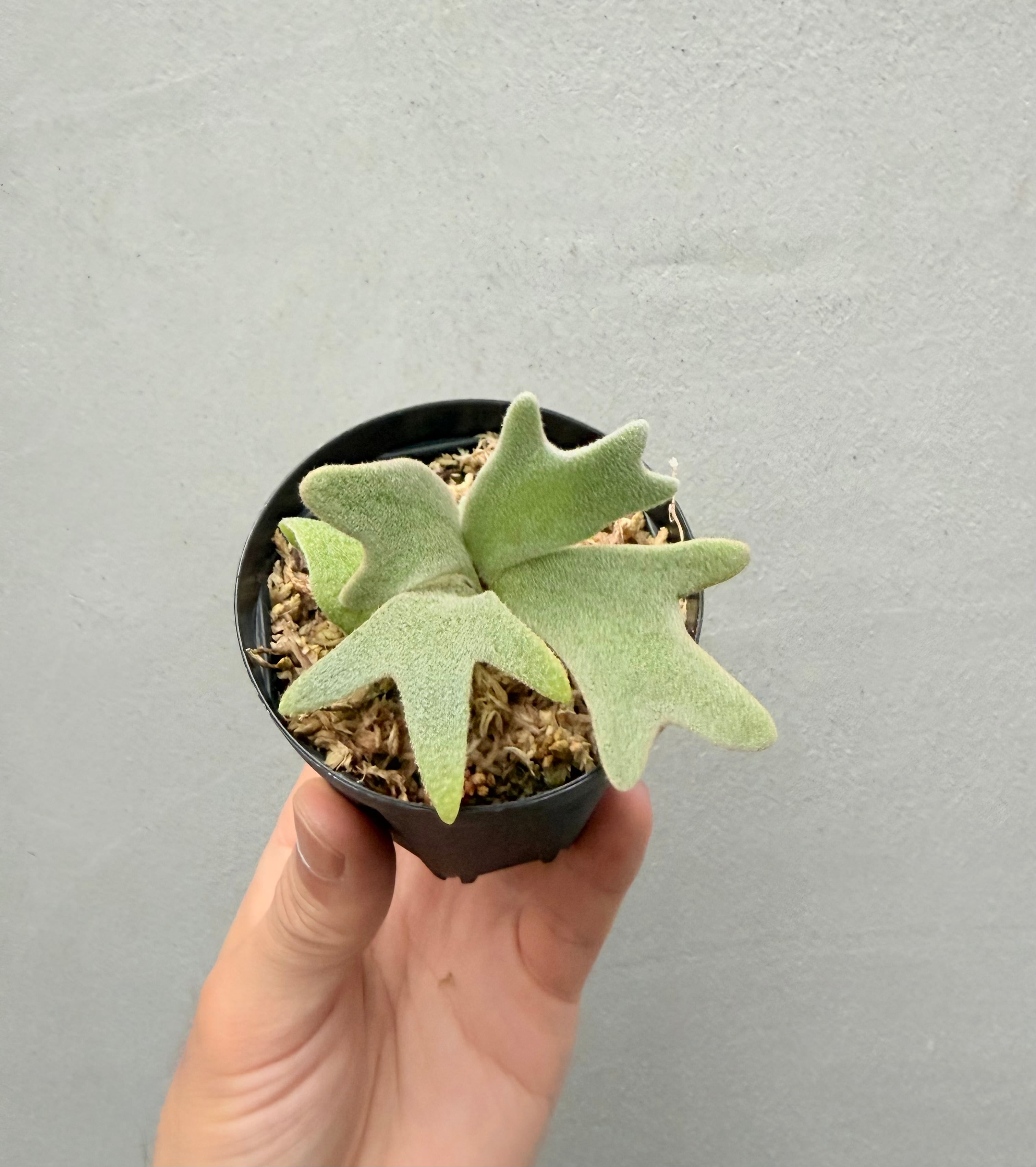 Platycerium_ビカクシダ | vandaka plants