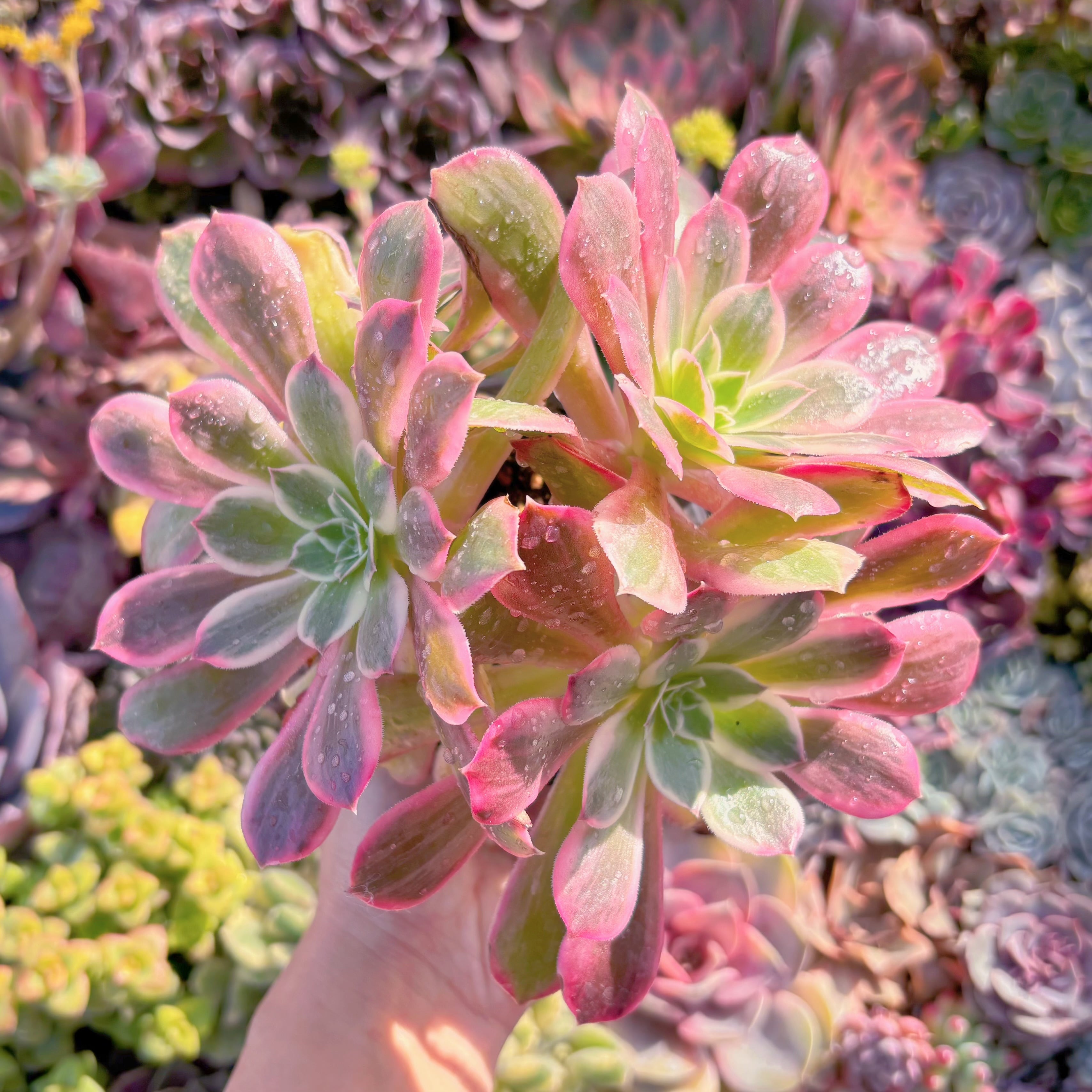 現品　新品種　浣沙錦#A090　新入荷　るる農園