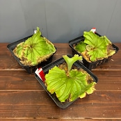 【抽選販売】【限定価格】【伊藤蟻】ビカクシダ リドレイ (wide fronds & rugose shield) sporeling(限定3)