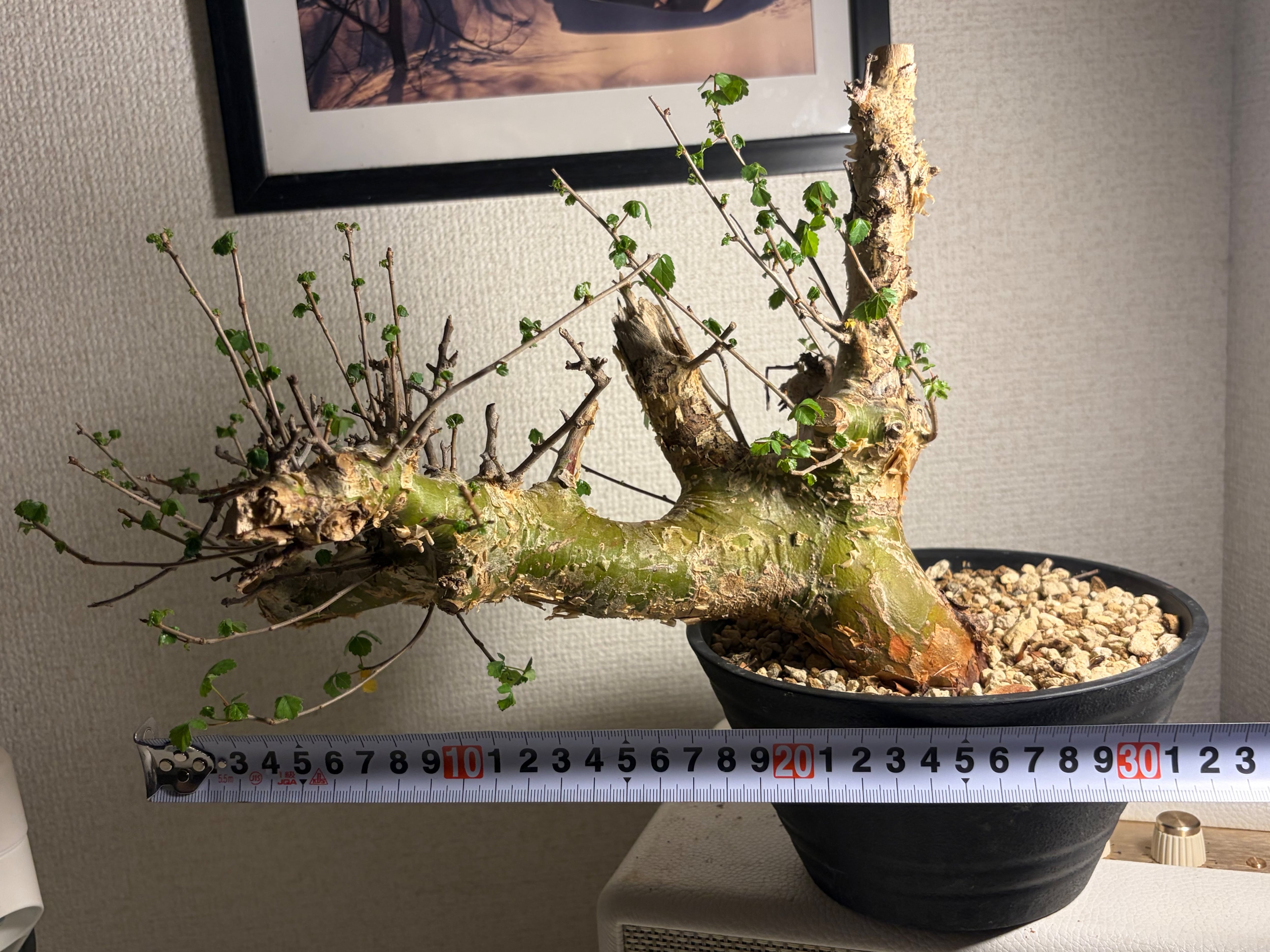 コミフォラ シクロフィラ 塊根植物 エイル アフリカーナ