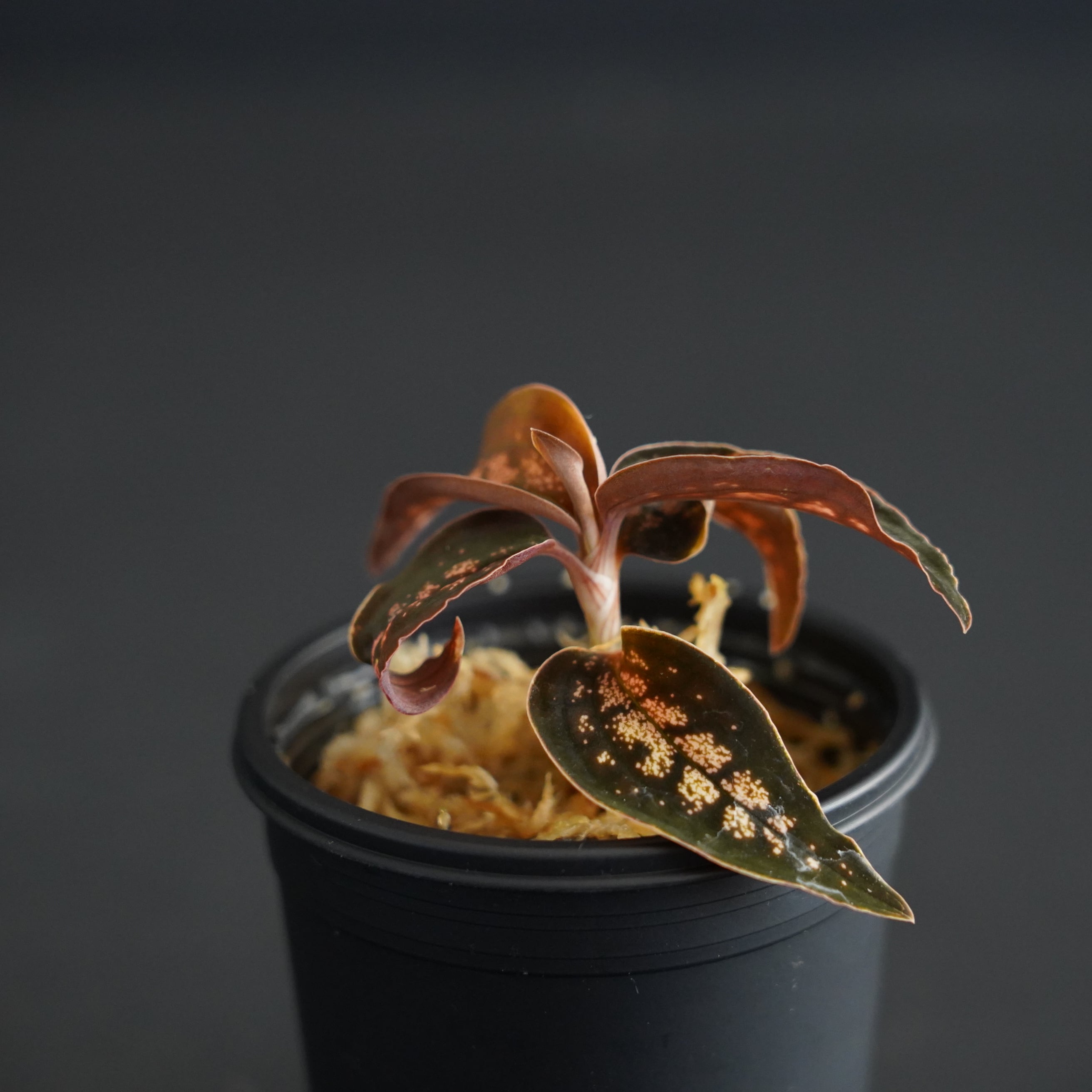 ◇現品◇シストーチス sp. レッドパプア Cystorchis sp. 'Papua Red