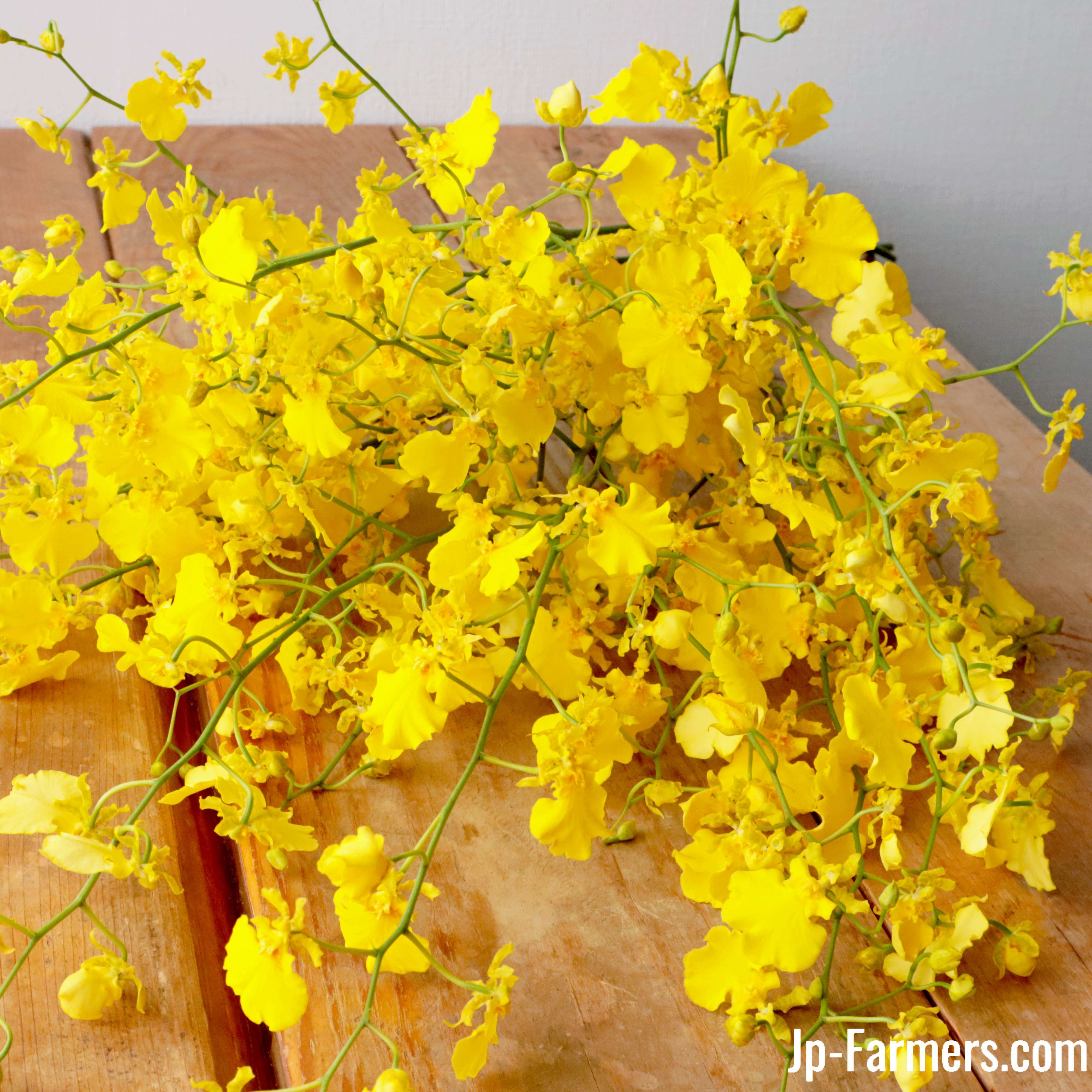 日持ち抜群！！ 希少 国産オンシジューム ハニードロップ 10本の