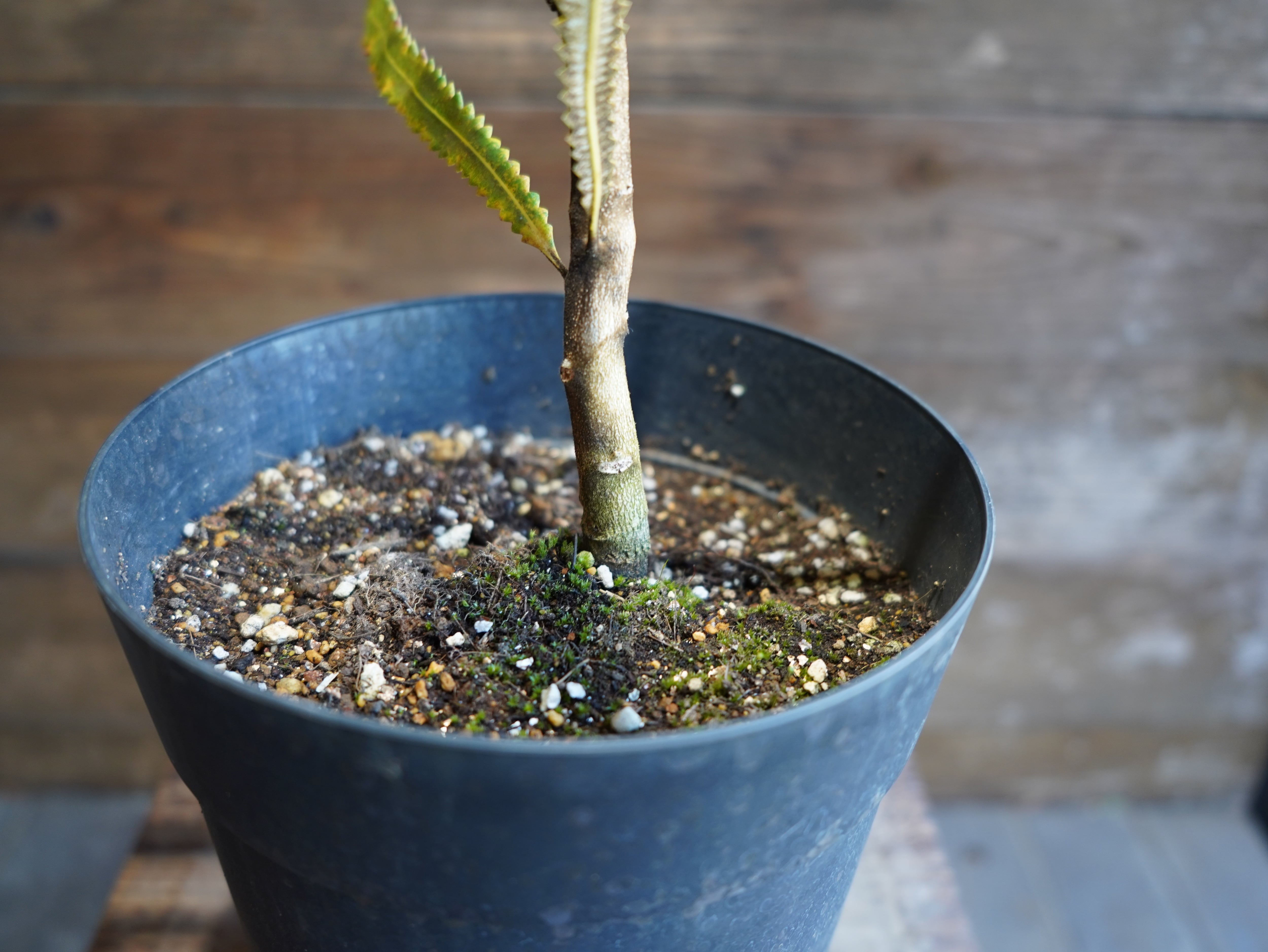 【現物】バンクシア　”バーデッティ”　B