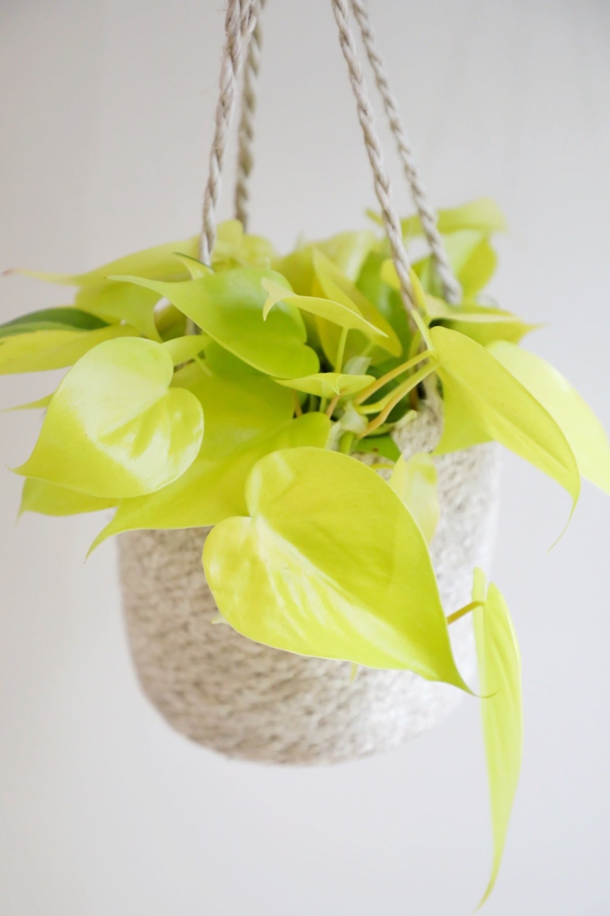 M】フィロデンドロン レモンライム/Philodendron 'Lemon Lime