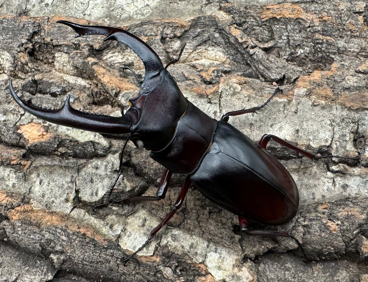 《マンディブラリスフタマタ原名亜種 サバ産 ホワイトアイ 79mm ペア》