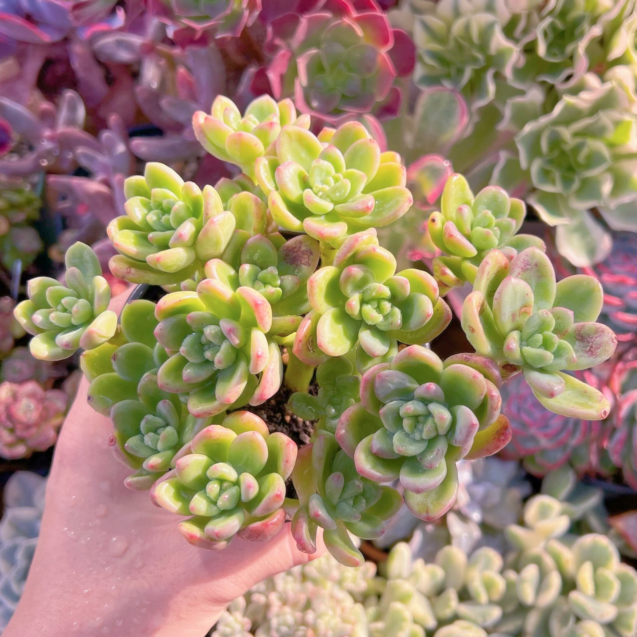 現品　シャングリラ#883　新入荷　るる農園