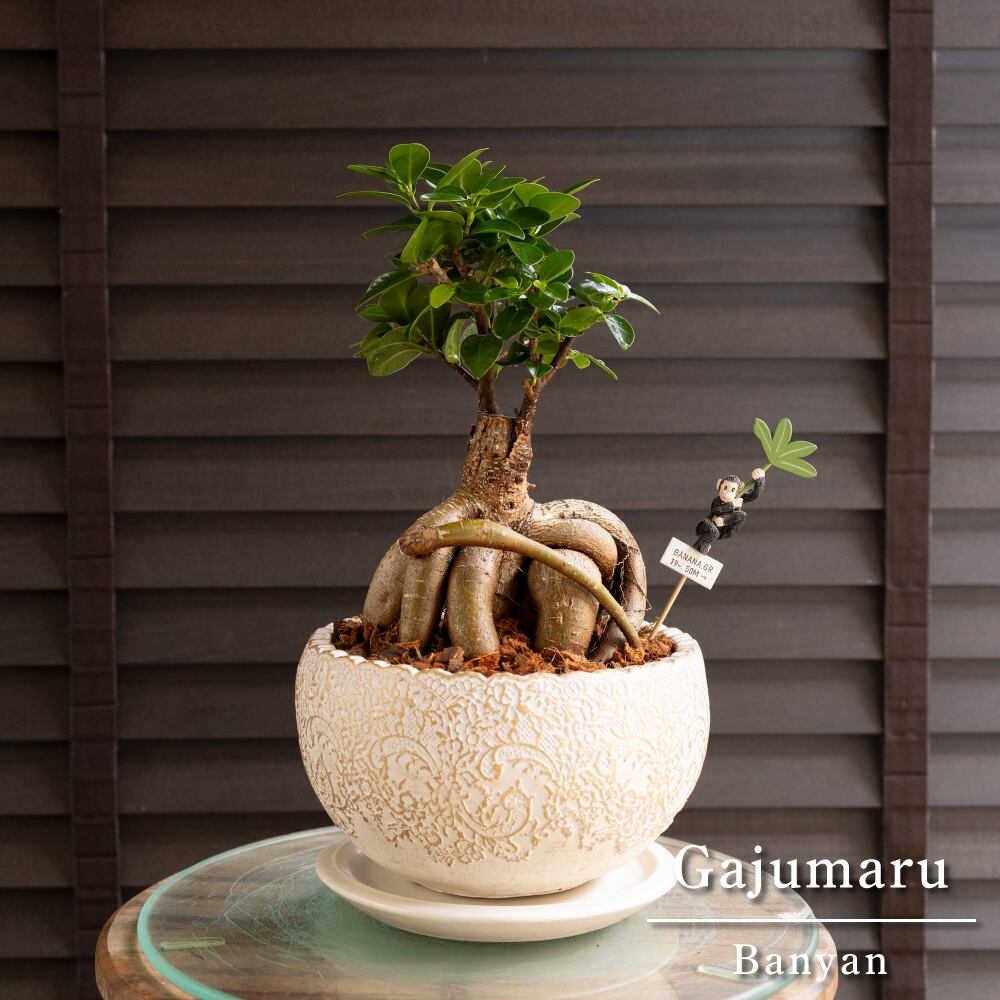 ガジュマルの木 6号 陶器鉢 ピック付 観葉植物 ガジュマル 多幸の木 1025IV