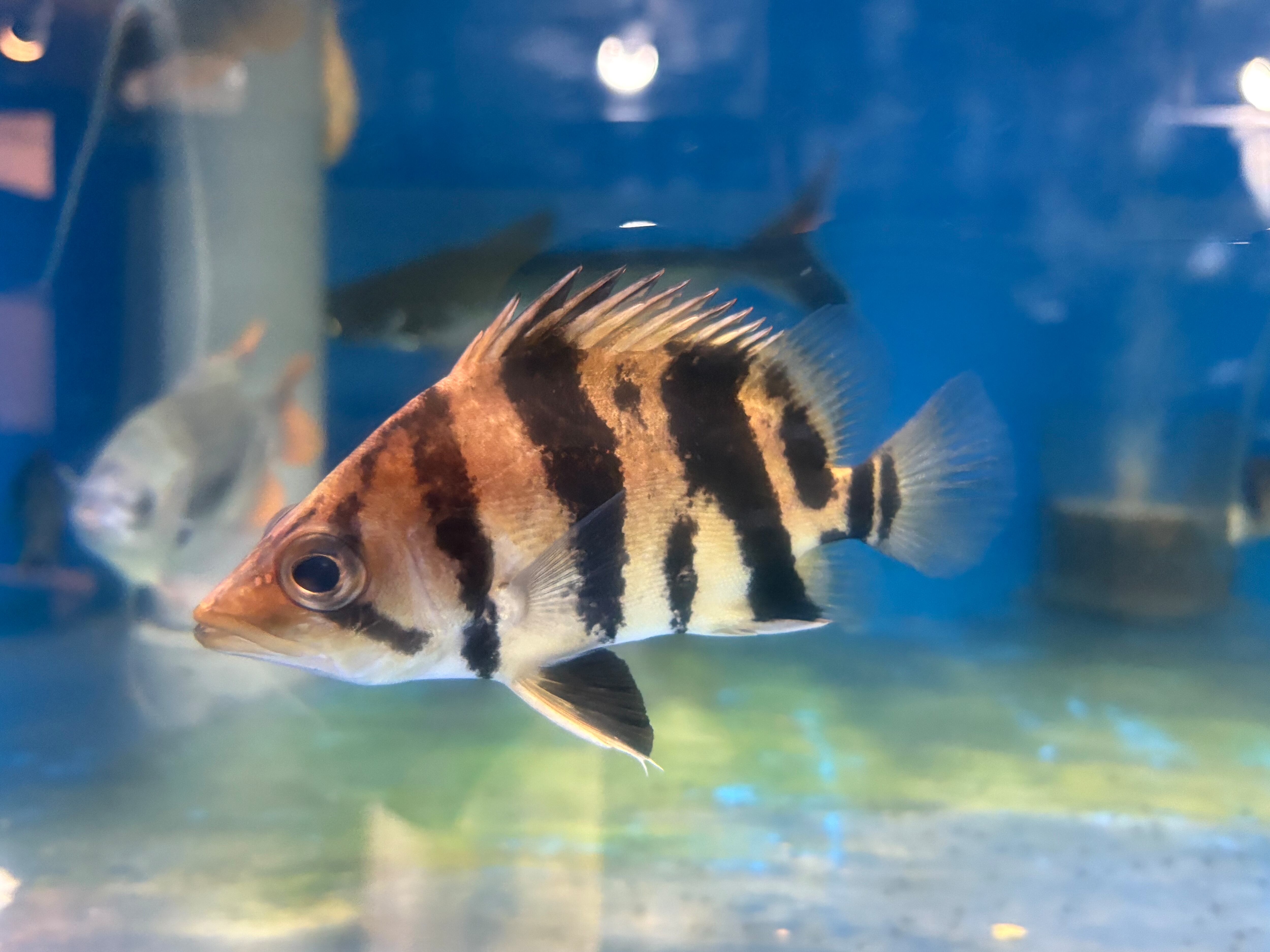 ダトニオ 5匹 リアルバンド 5〜6cm