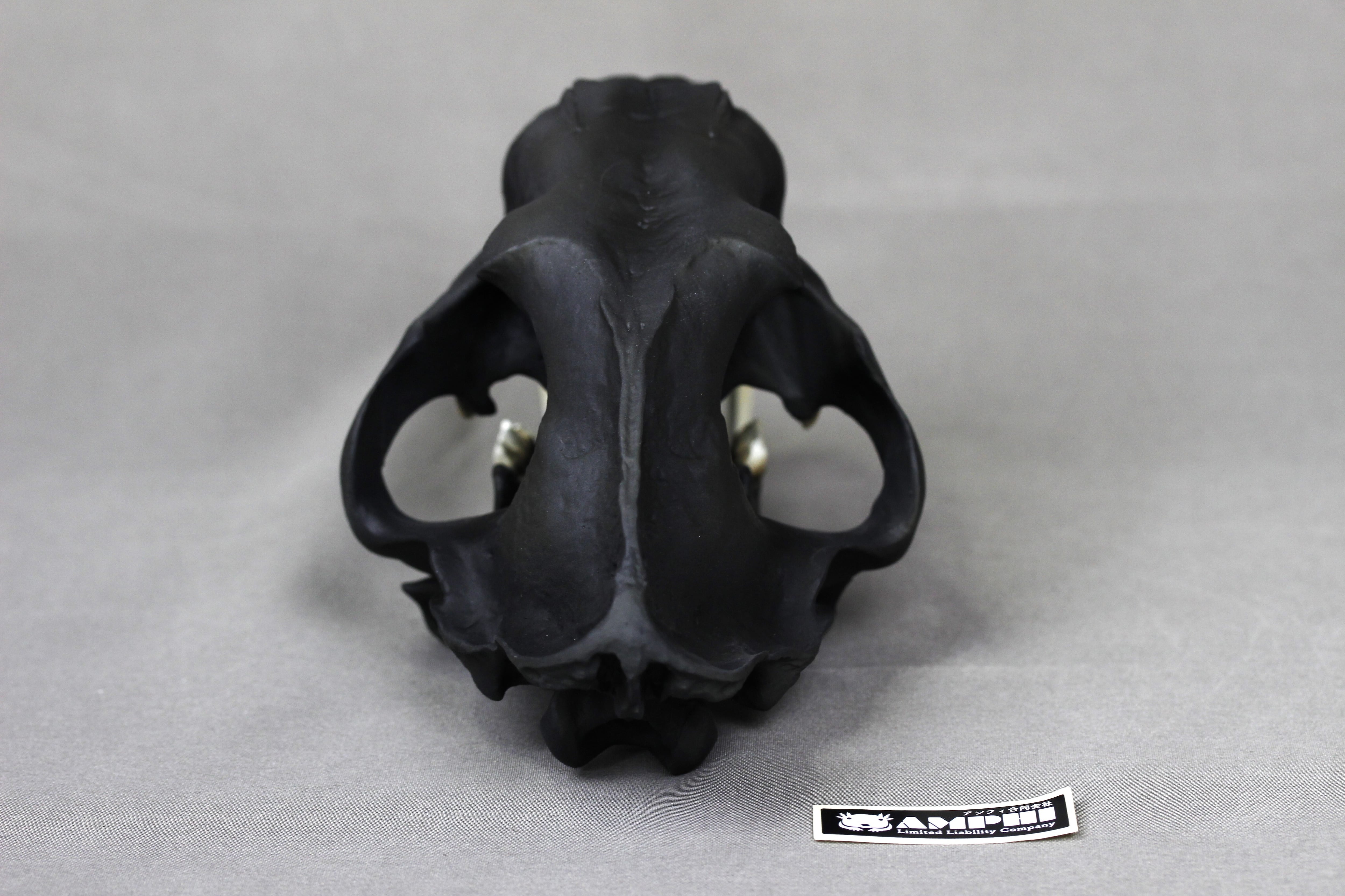 サーベルタイガー 頭骨レプリカ2分の1サイズ【 スミロドン Smilodon