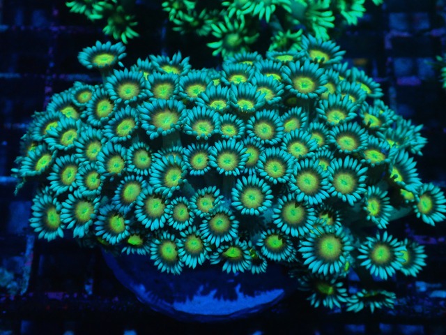 【現地買付】Goniopora FromMakassar YellowEye 1