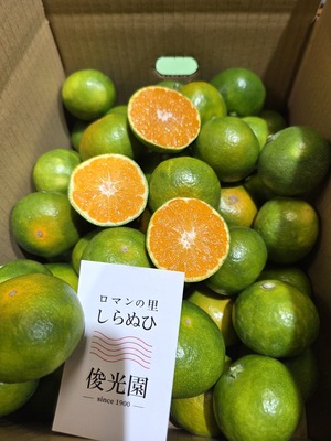 熊本県宇城市産 みかん 5kg サイズ不揃い