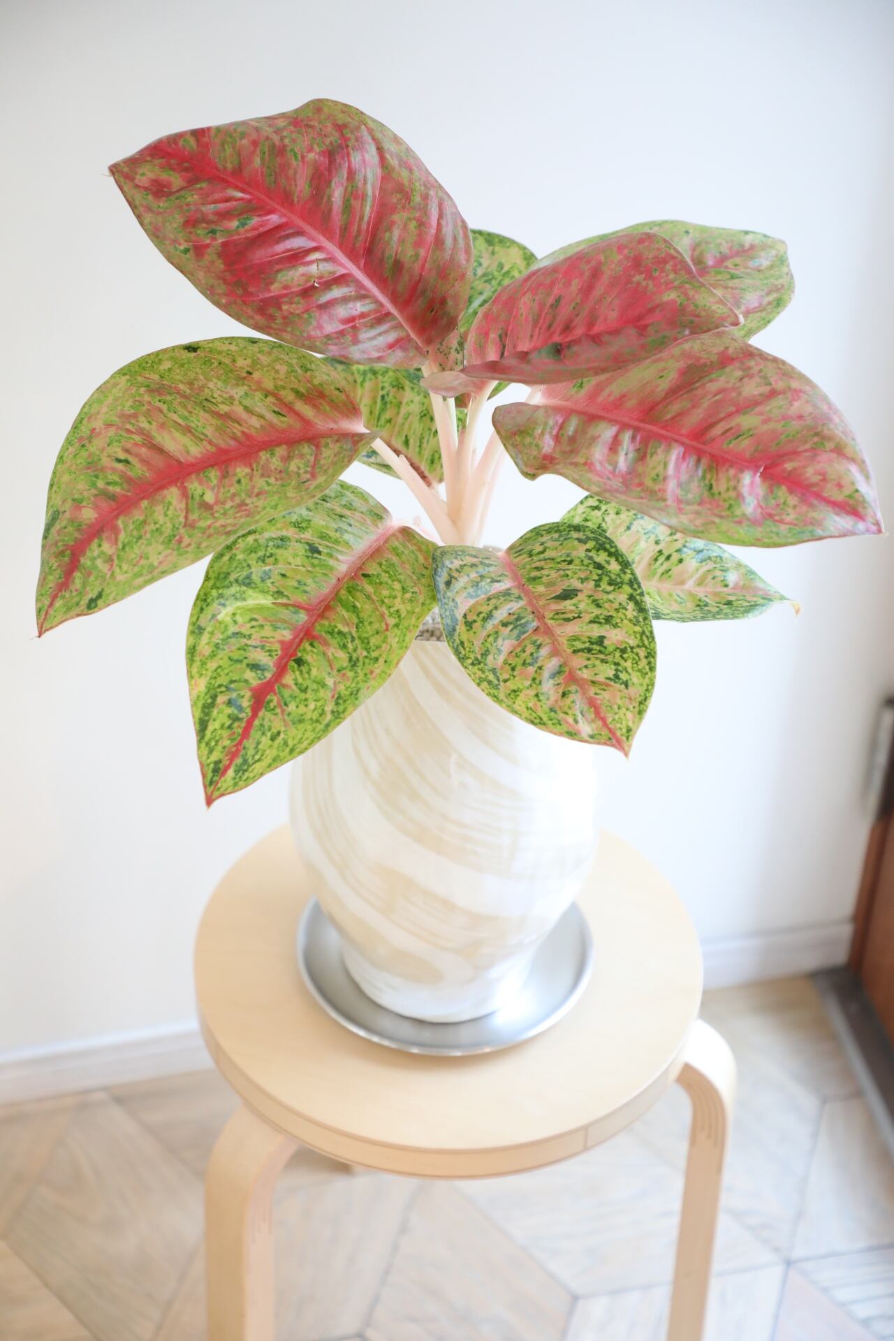 アグラオネマ 希少】【M】アグラオネマ ルビー/Aglaonema | 【厳選植物・器】MIDORI