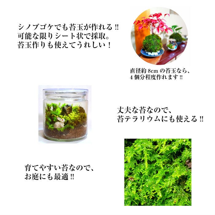 天然シノブゴケ 1パック分 | 弥栄苔 本店