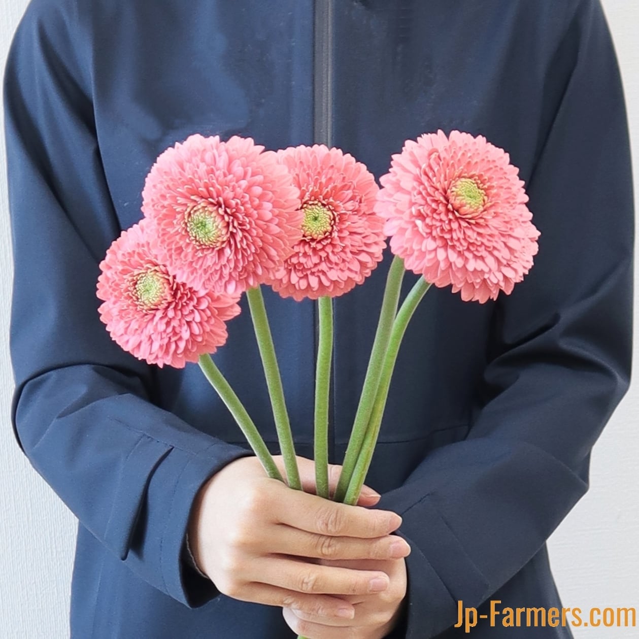 八重咲きガーベラ ”テラキューピット” 10本 | 新鮮お花問屋 Jp-Farmers.com