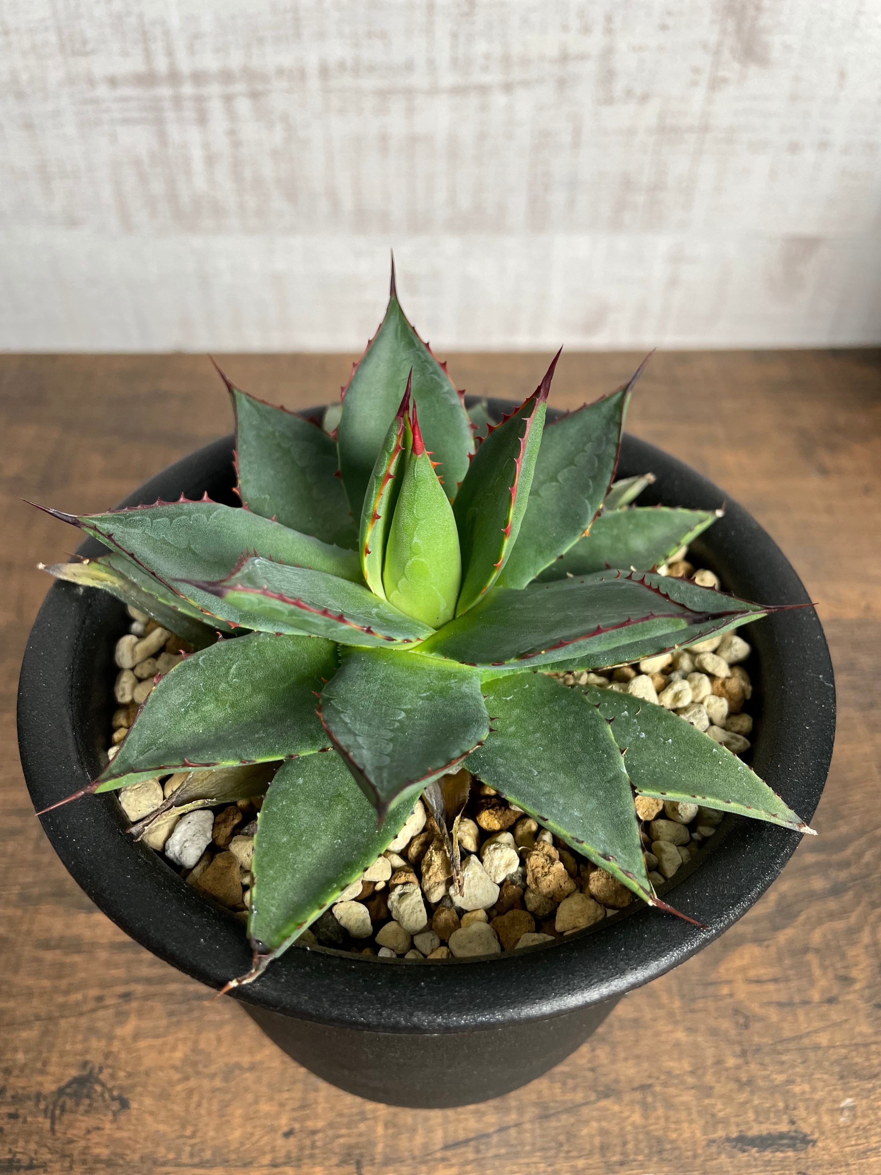 Agave Hyb filifera×isthmensis / 4号鉢 アガベ フィリフェラ