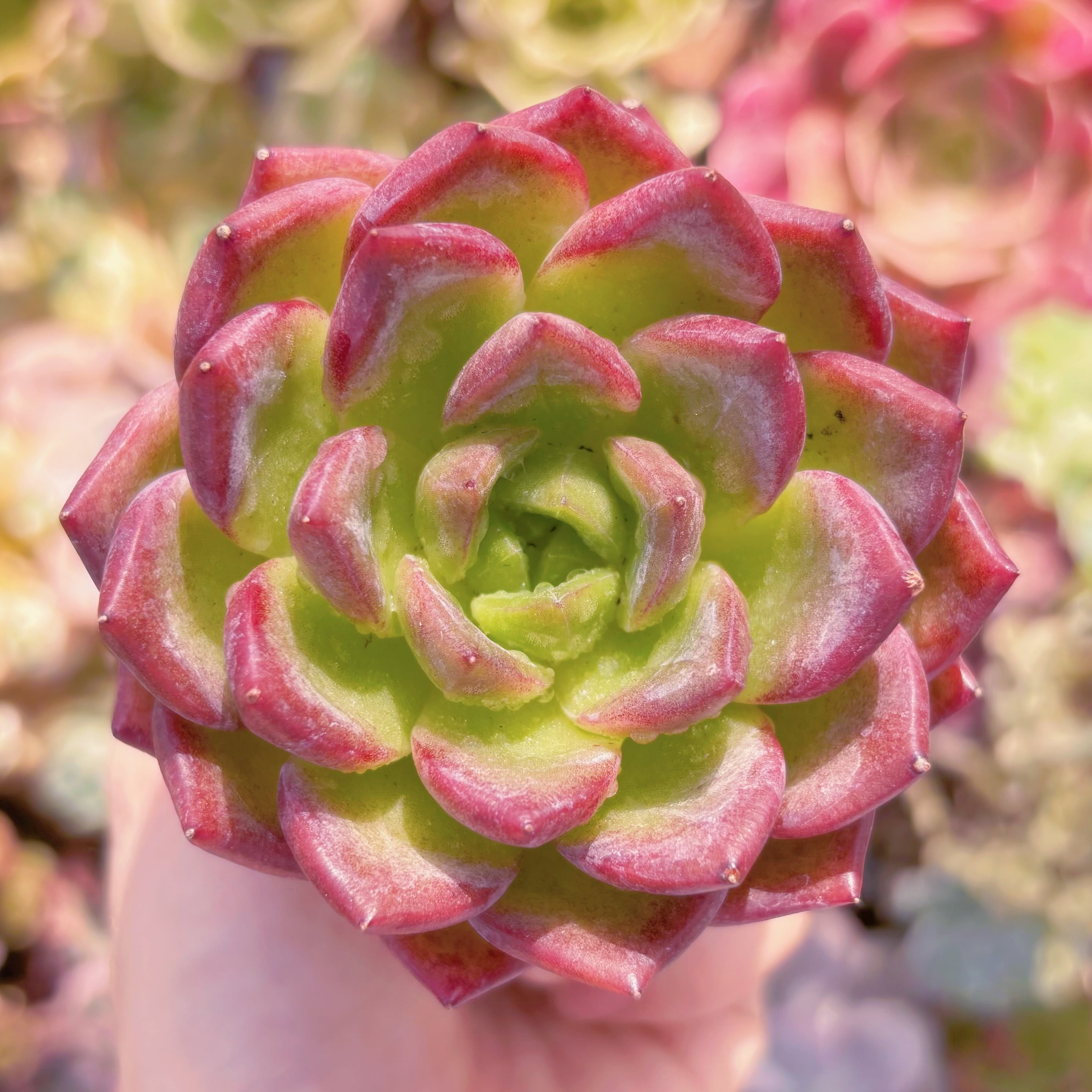 多肉植物　シャンペーンxルビン　新入荷　るる農園