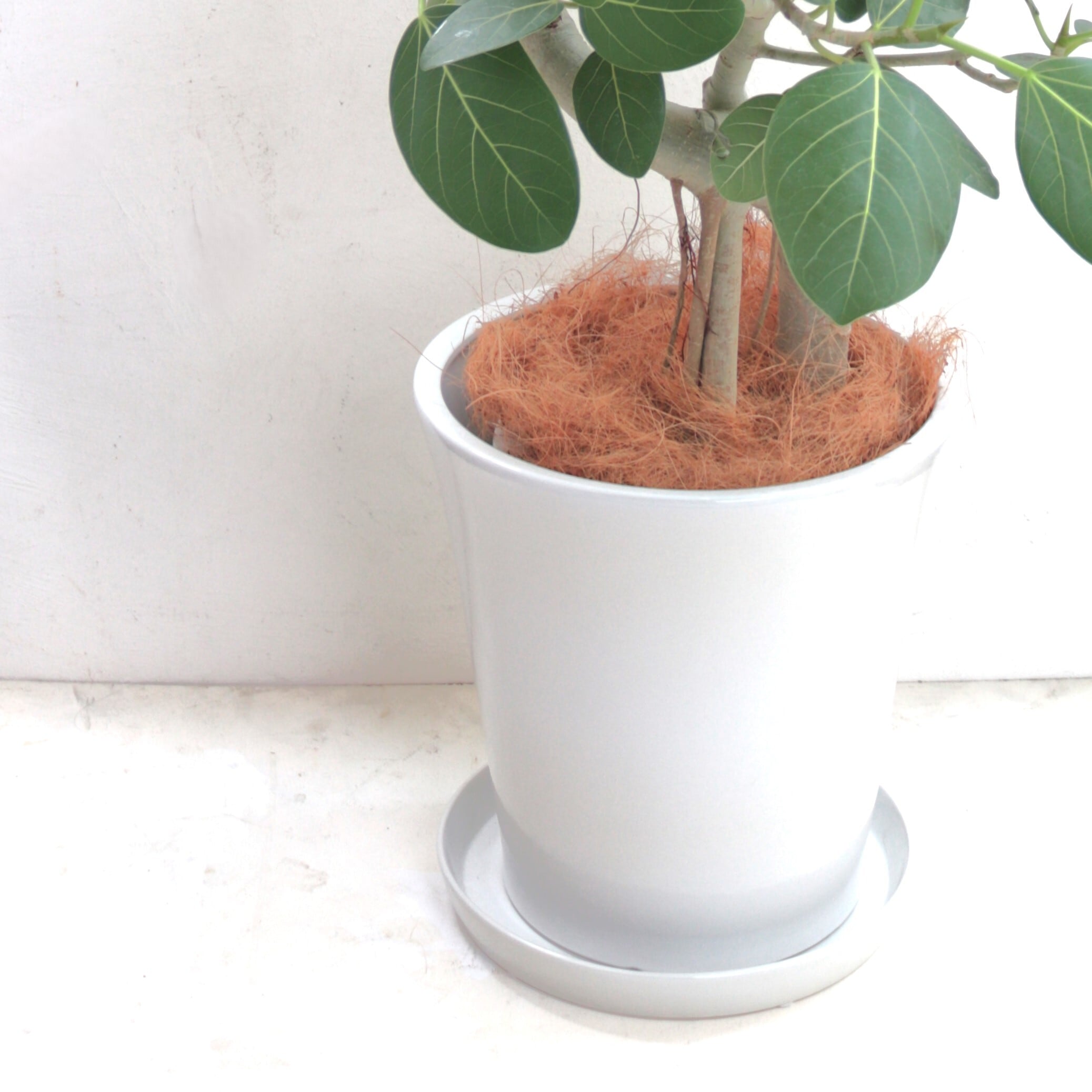 観葉植物 陶器鉢入り「フィカス・ベンガレンシス」ベンガル菩提樹