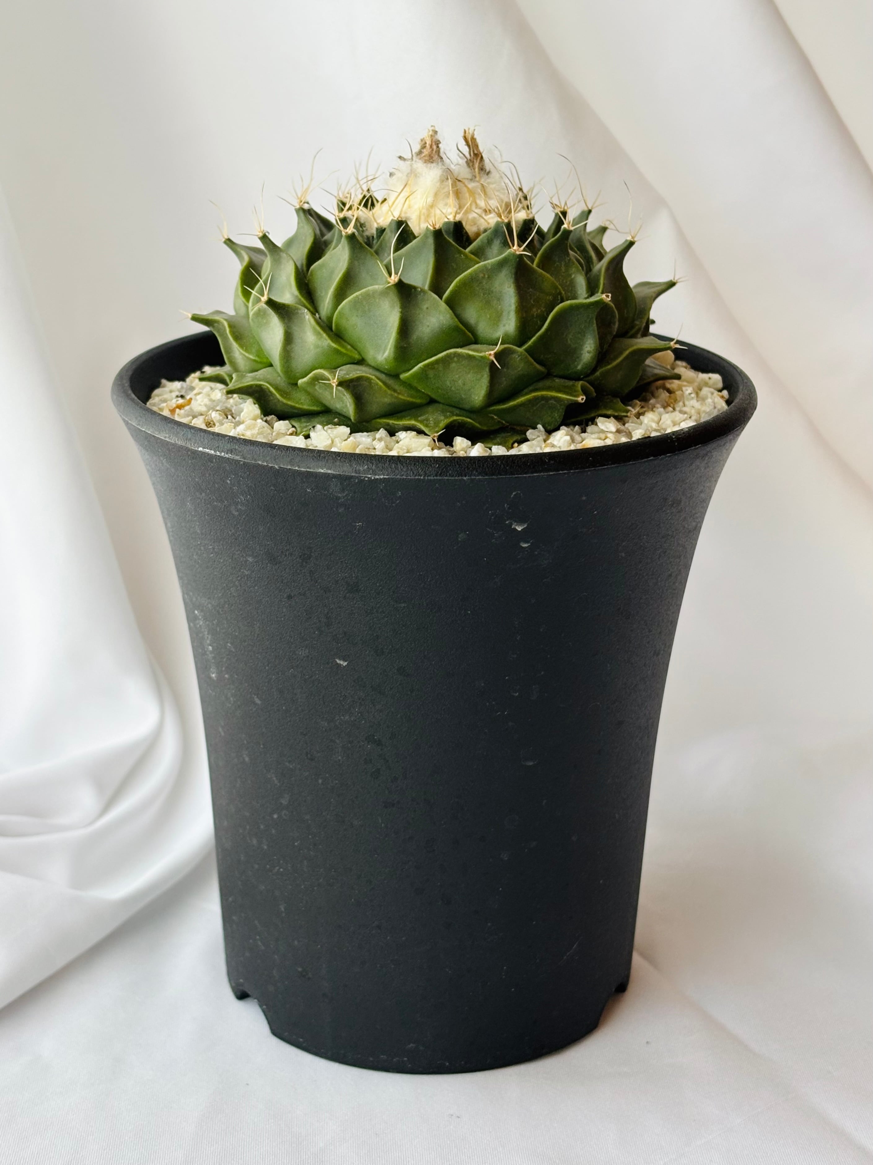 Obregonia denegrii オブレゴニア 帝冠 大疣選抜 サボテン | plants