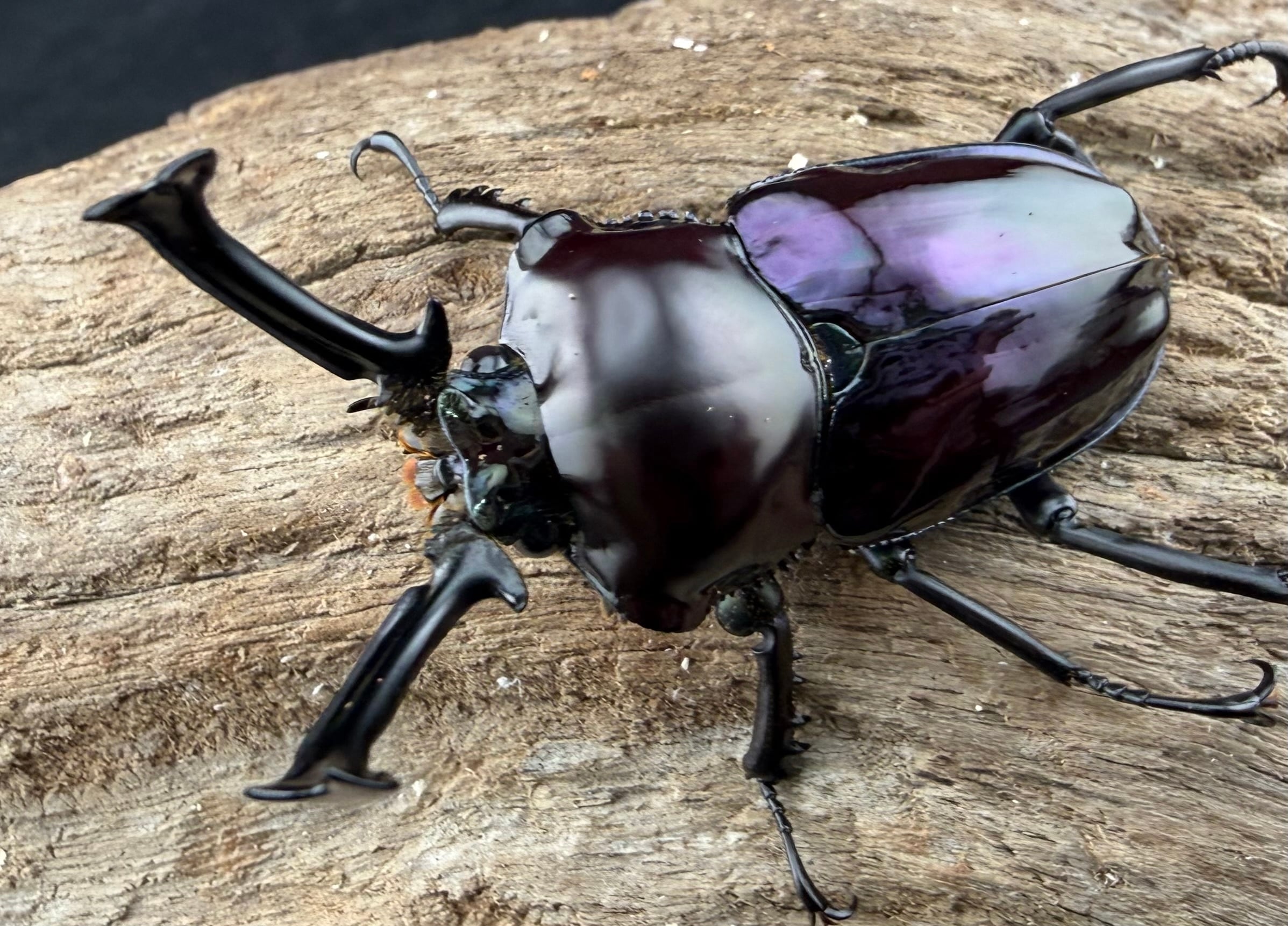 ニジイロクワガタ　美品 ニジイロクワガタ 52mm ペア》 | KPW公式オンラインショップ