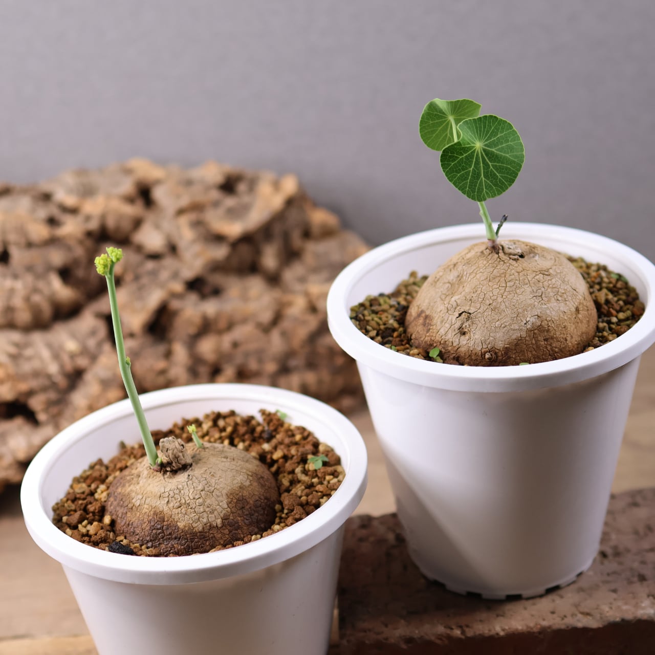 728『ステファニア エレクタ』 観葉植物【送料無料】 | MARX PLANTS