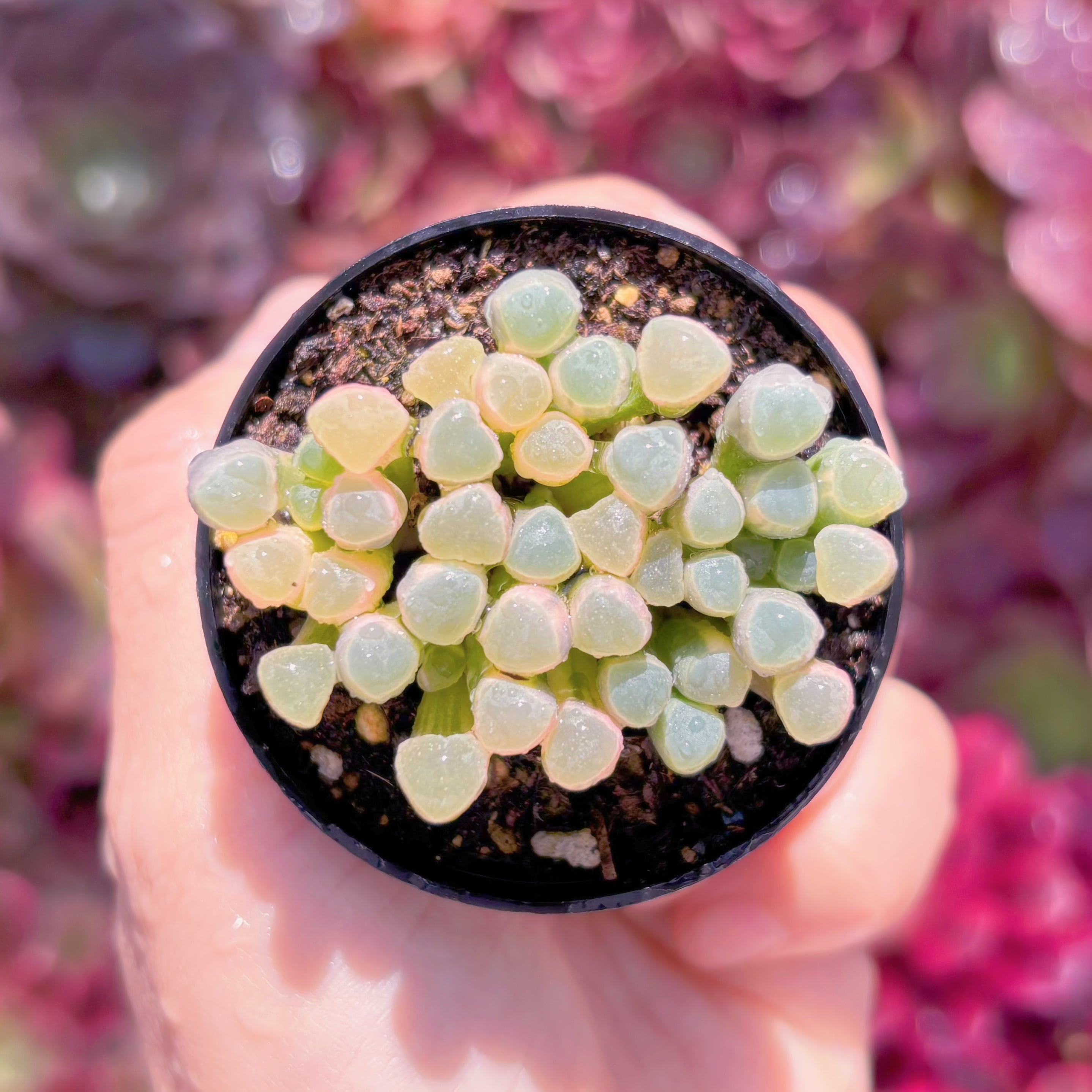 現品　五十鈴玉錦#896　群生　美苗　希少　新入荷　るる農園