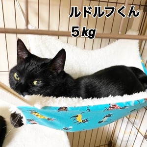 【送料無料】にゃんもっく・ふわふわと黒猫柄のリバーシブルでオールシーズン快適♪