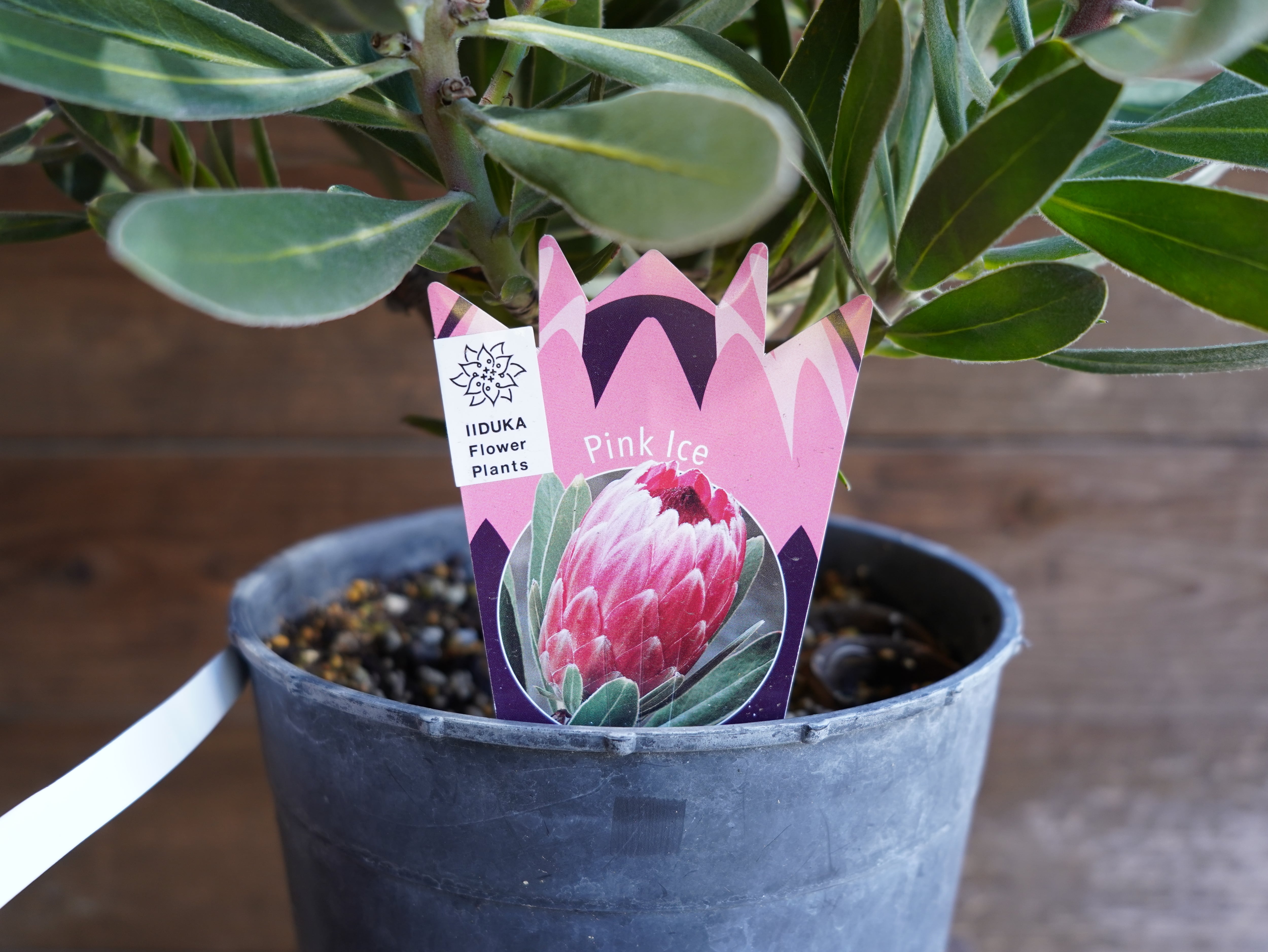 【現物】プロテア ”ピンクアイス”