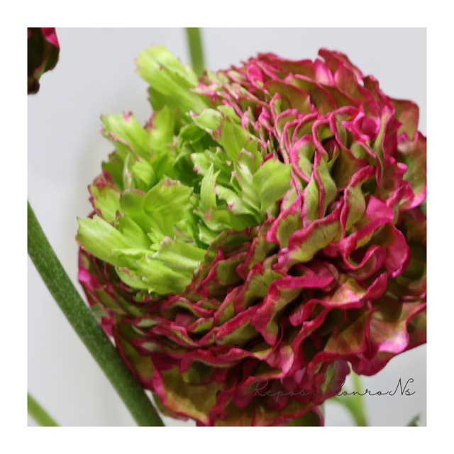 ラナンキュラス・ポンポンシリーズ『アラジン』（5号鉢）希少　大輪　鉢花　珍しい　人気　花苗　ラナンキュラス