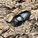 【希少産地・新成虫】兵庫県川西市産オオクワガタ♀単品F1個体 #6841(46mm)