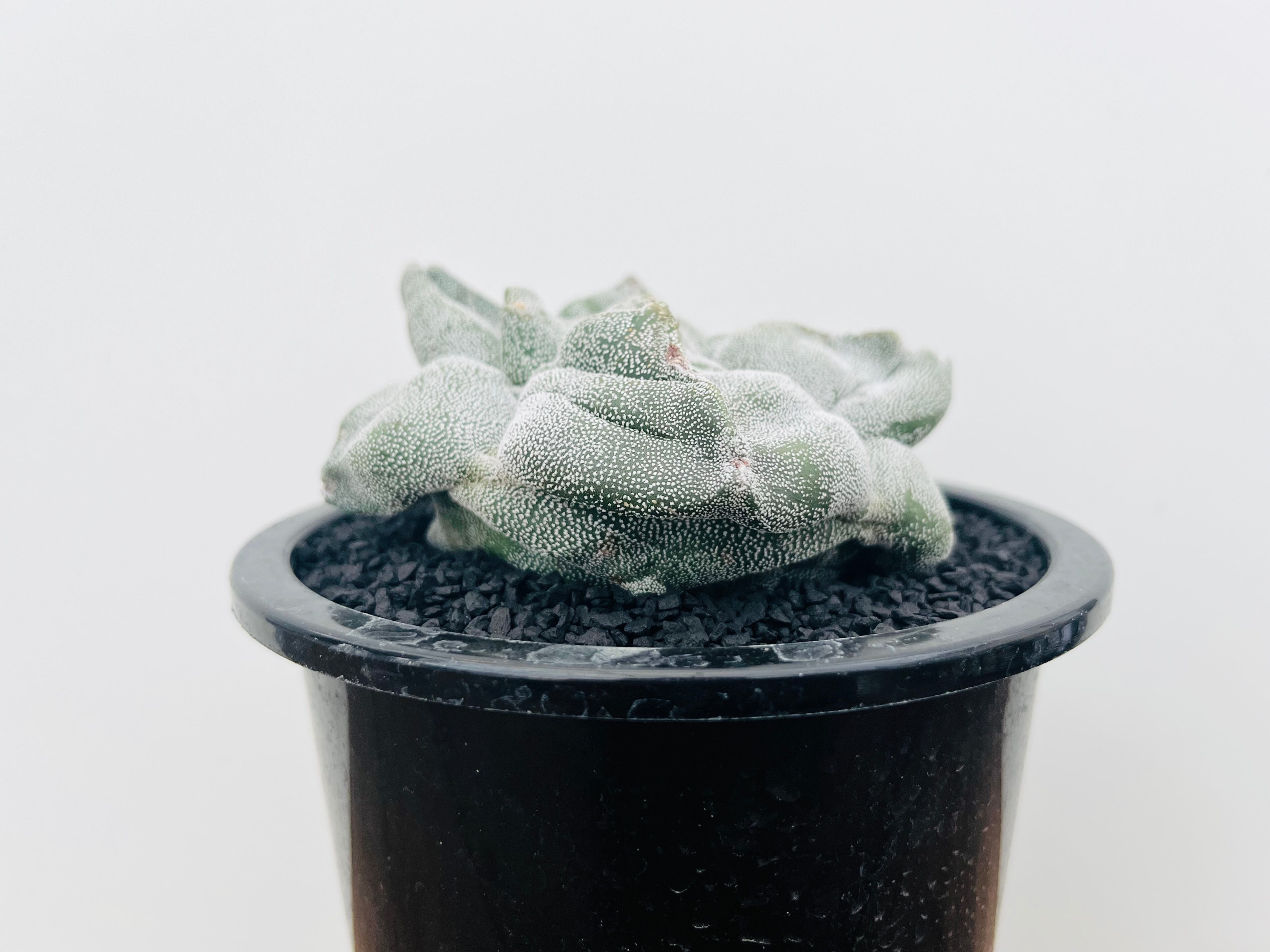 Astrophytum Myriostigma アストロフィツム ランポー玉 モンスト 角ランポー 鸞鳳玉 サボテン Plants Maru ー 多肉植物 サボテン 園芸グッズのお店 ー