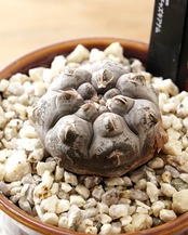 抜き苗 ギムノカリキウム プロチャズキアナム M Gymnocalycium prochazkianum