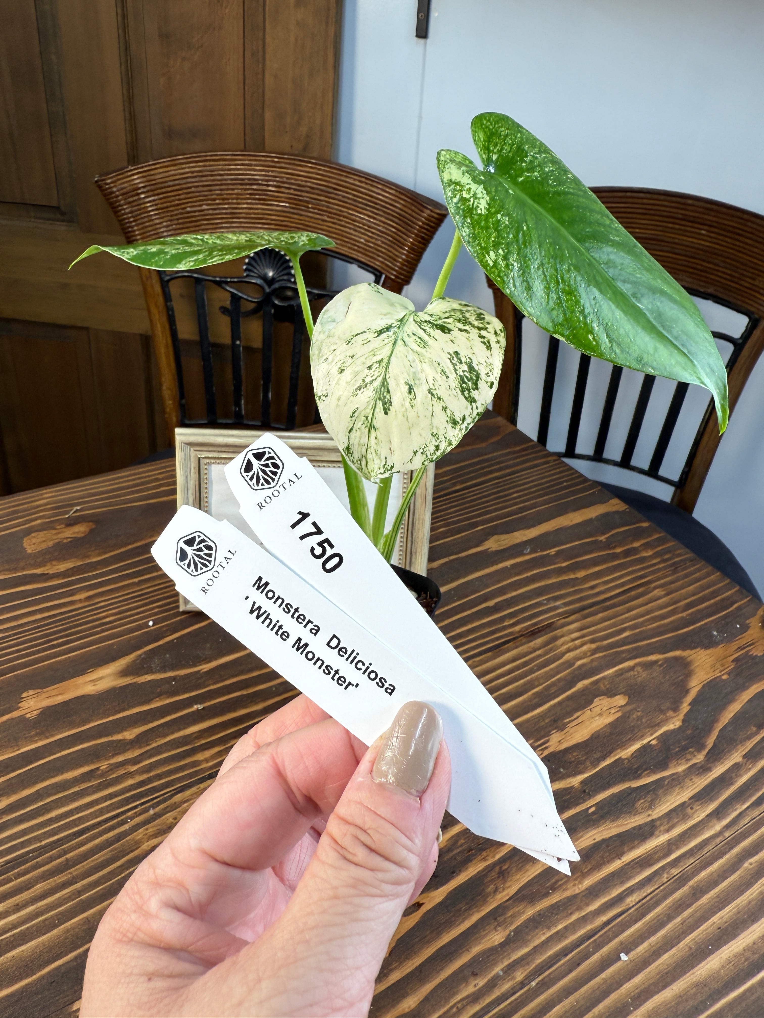 ★1750【美】モンステラ デリシオーサ ホワイトモンスター(2.5号硬質ポット)