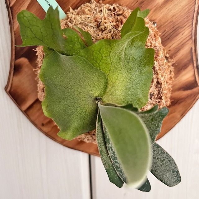 ビカクシダ ウィリンキー 板付 【観葉植物 室内 コウモリラン】