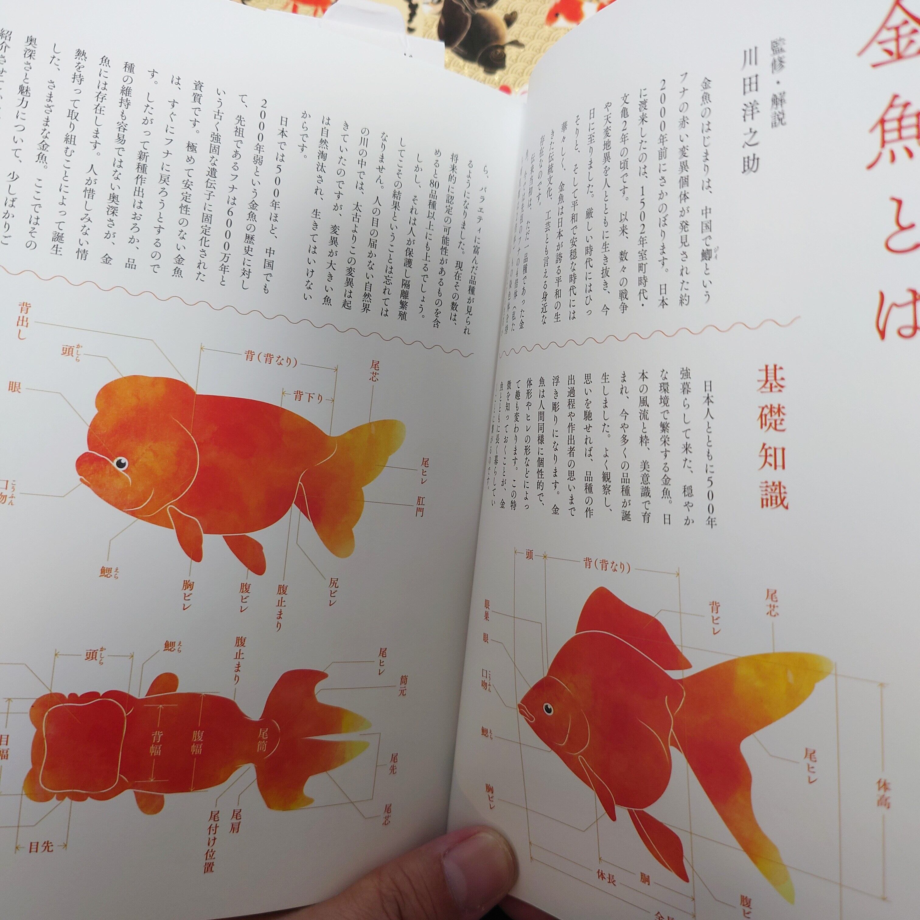 合わせ買い専用 金魚姫図鑑 金魚擬人化イラスト集 極光金魚展
