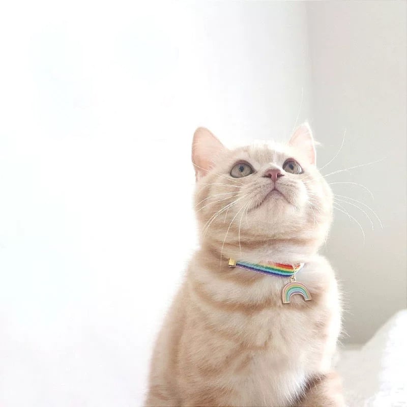 レインボー　マリアンヌオルリー　チョーカー レインボーチョーカー 首輪 猫 虹 | nyanpets 猫グッズ専門店
