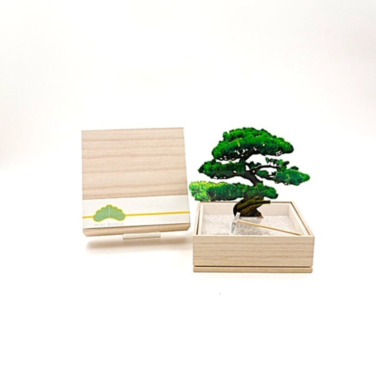 mini bonsai　松