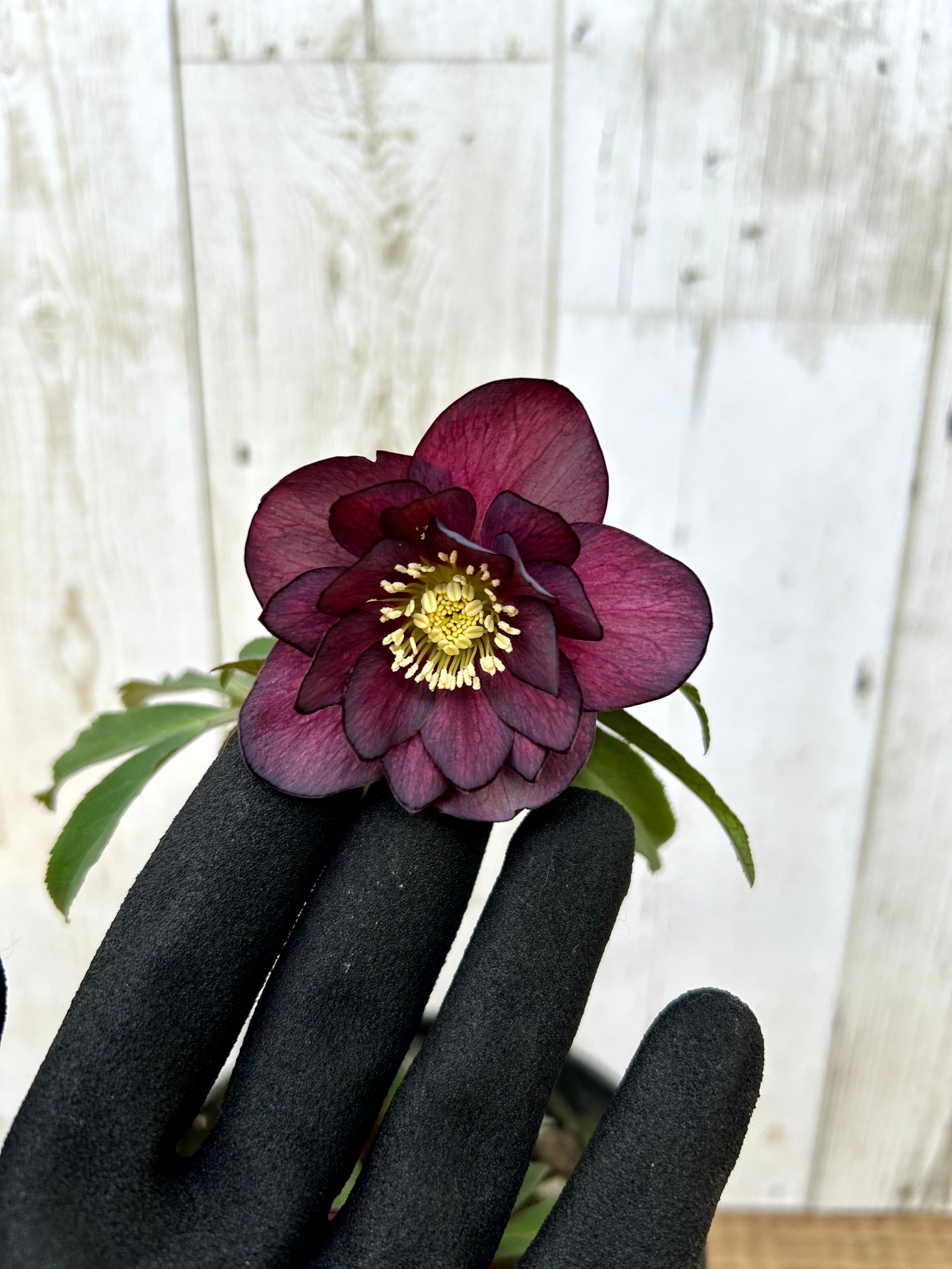 植物】 | フラワーガーデン泉 オンラインショップ