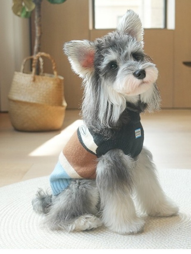 マルチカラーニット