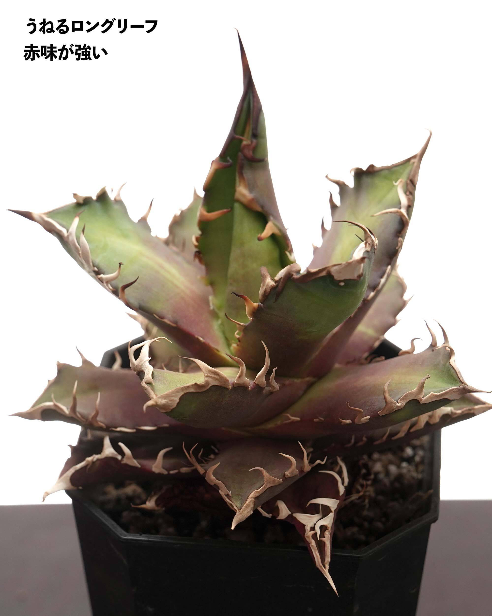 NEW YEAR 2026円 ガチャ！ 力作アガベノーネーム 1種 ＋ ラストワン賞