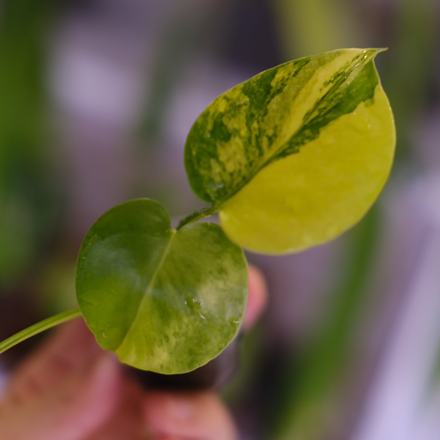 Monstera 'Yellow Marilyn'③｜モンステラ イエロー マリリン｜観葉