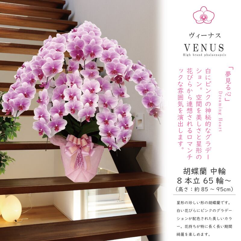 胡蝶蘭 花持ち長い 中輪 8本立ち 65輪〜 白ピンク グラデーション