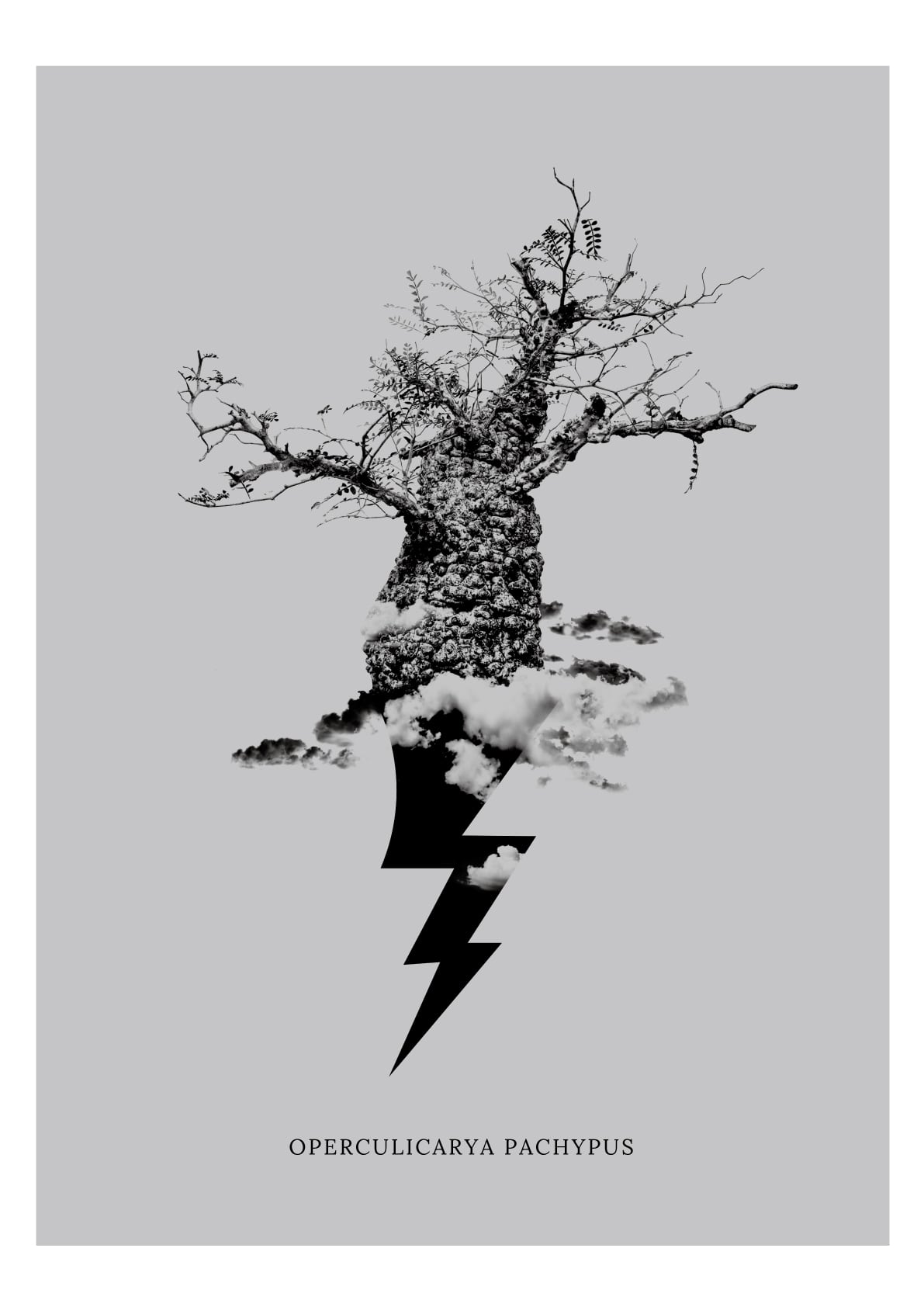 ボタナイズ バナケン点描画絵ポスター塊根植物サボテン数量限定