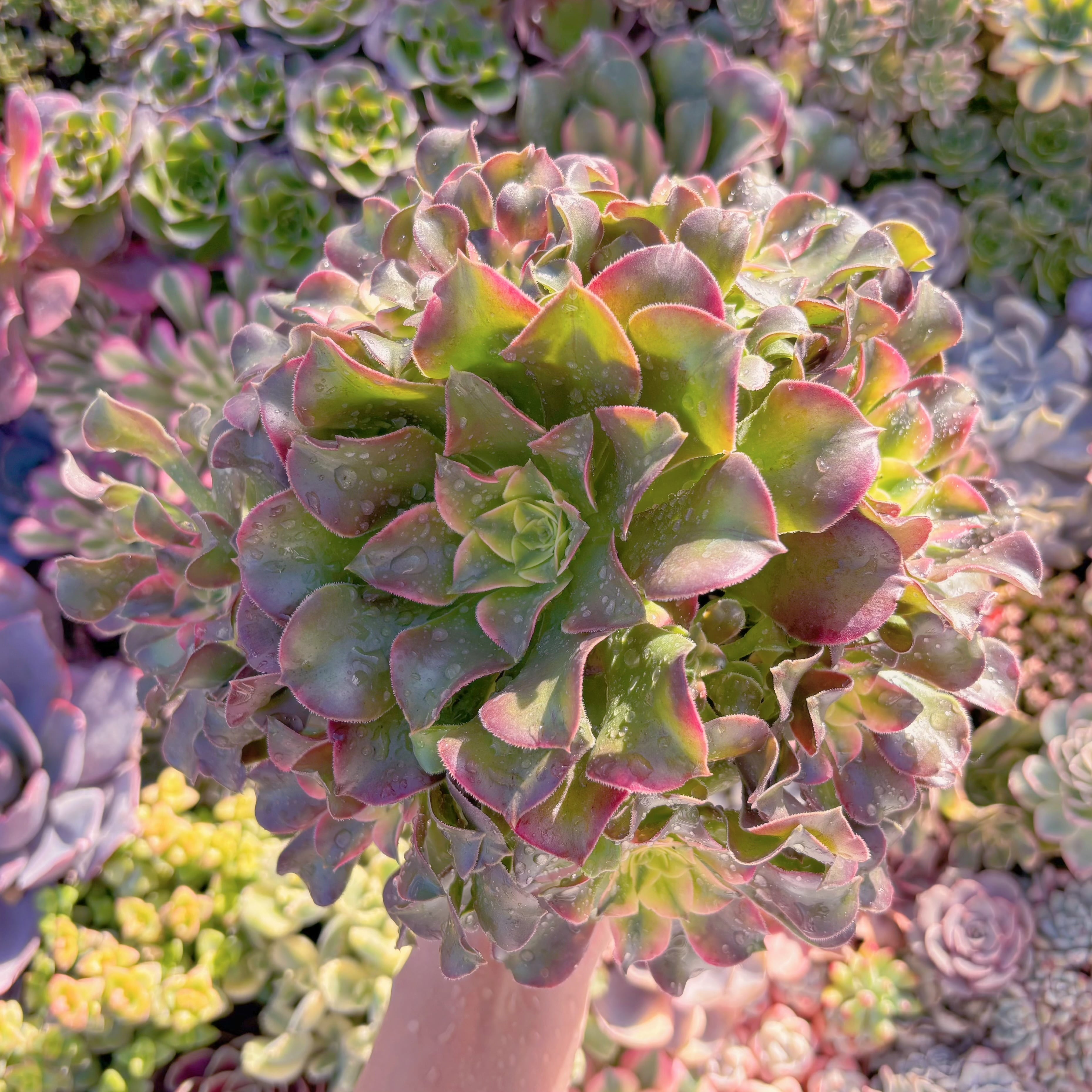 現品　アフラダイティ変異#M120　特大群生　るる農園