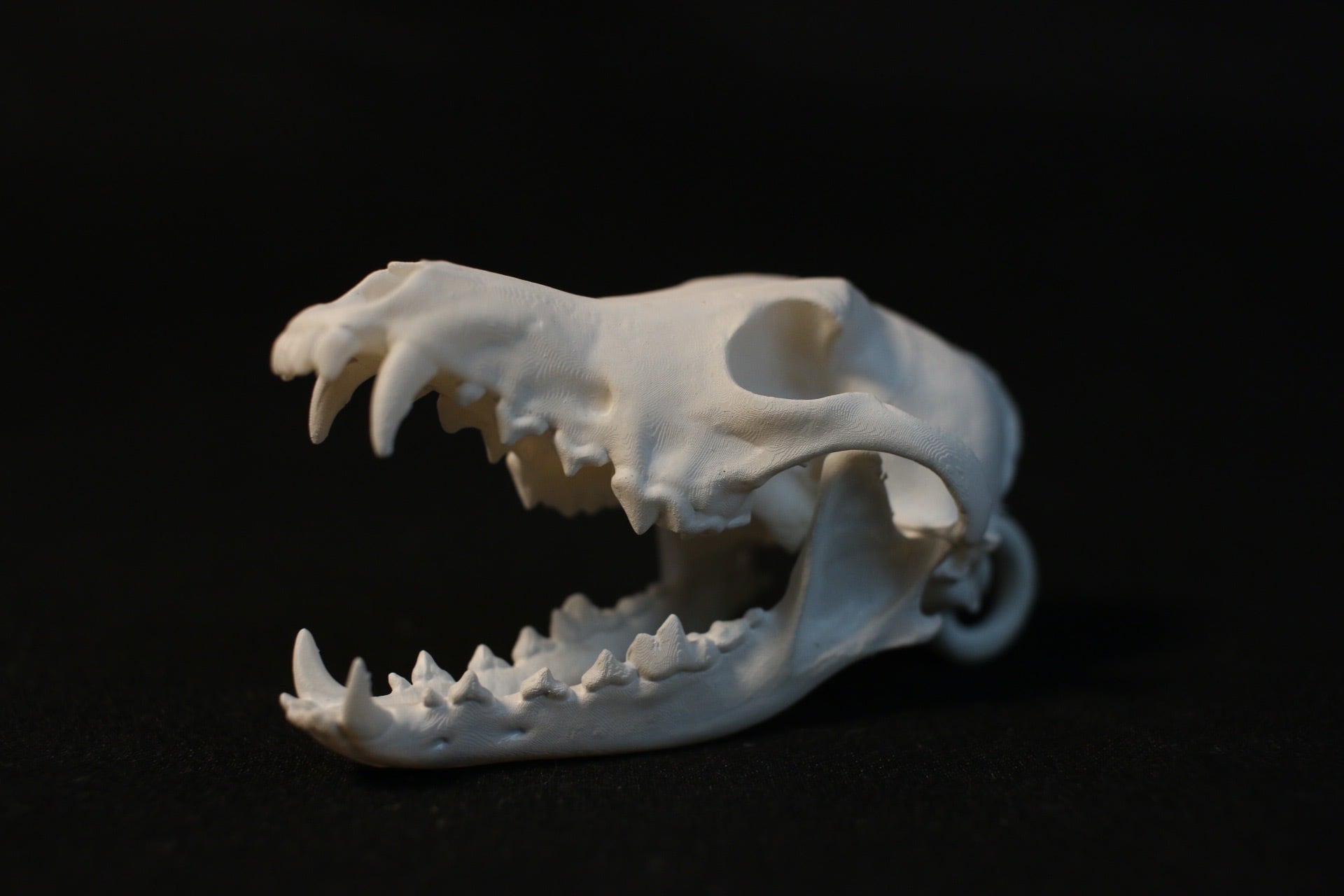 高品質！ コヨーテの頭骨 即納☆ 高品質！ コヨーテの頭骨 - 頭骨・骨格標本・剥製販売 【Core-Box】