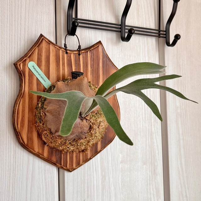 ビカクシダ ベイチー 板付 【観葉植物 壁掛け コウモリラン】