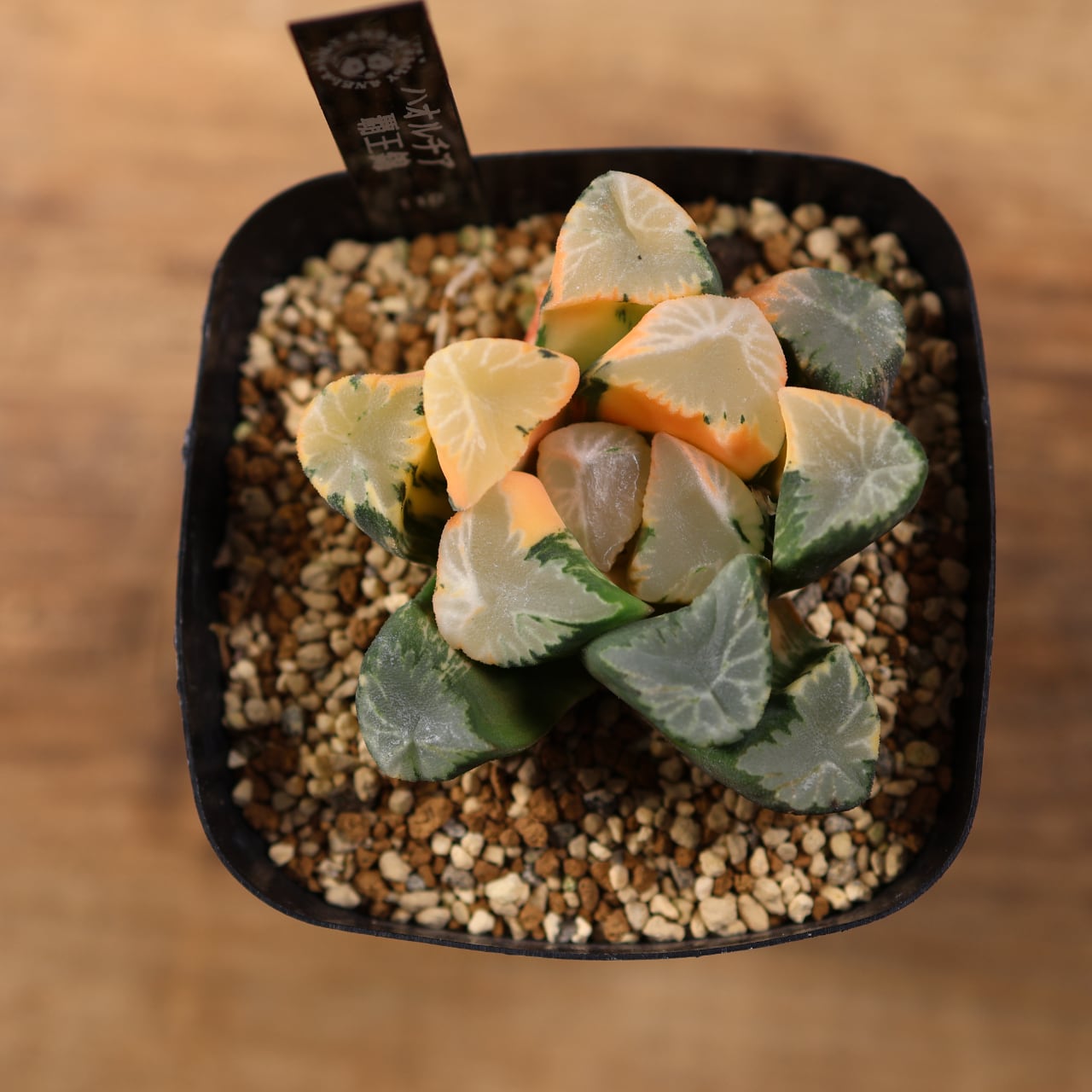 715『ハオルチア 覇王錦』観葉植物【送料無料】 | MARX PLANTS | 観葉