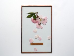 Sakura Glass Specimen-30 （彼岸桜のガラス標本）