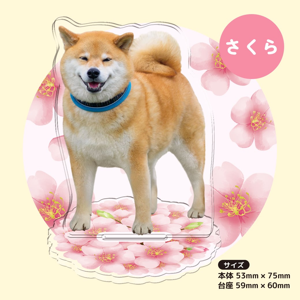 柴犬まる☆アクリルスタンド | marutaroshop