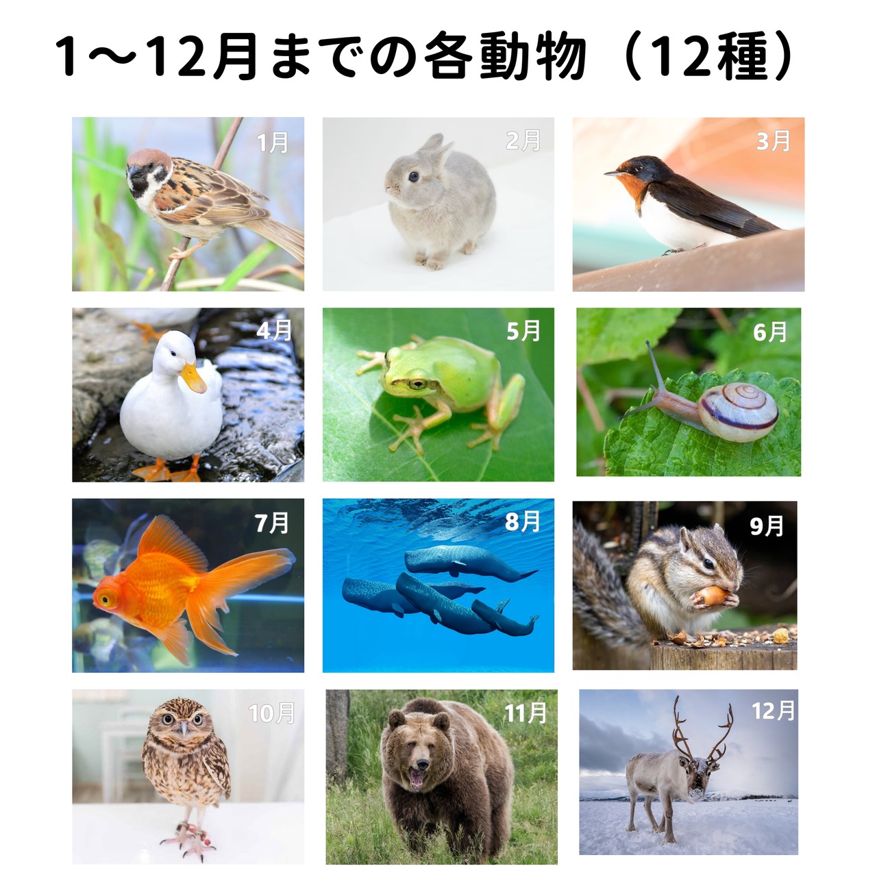 国産ヒノキ　＜木育＞森の学びタグ　季節の動物　QRコード付き